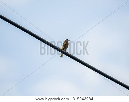 An Oriental Greenfinch, Also Called A Grey-capped Greenfinch Or Chloris Sinica, Perches On A Power L