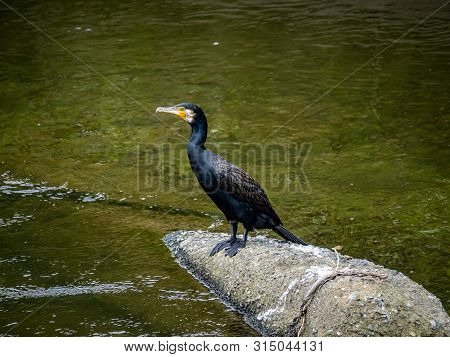 A Japanese Cormorant, Phalacrocorax Capillatus, Rests On A Chunk Of Broken Concrete In The Center Of