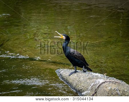 A Japanese Cormorant, Phalacrocorax Capillatus, Rests On A Chunk Of Broken Concrete In The Center Of
