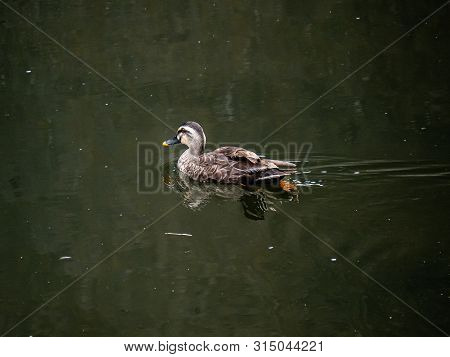 An Eastern Spot-billed Duck, Anas Zonorhyncha, Floating On The Sakai River In Yokohama, Japan.