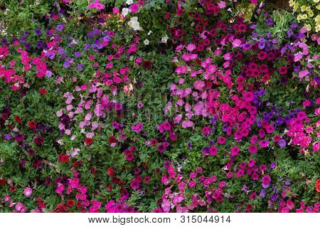 Petunia Flowers