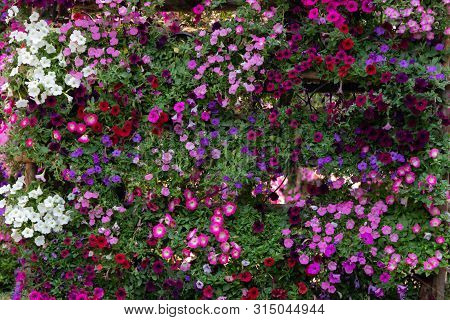 Petunia Flowers