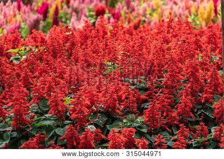 Salvia Flower
