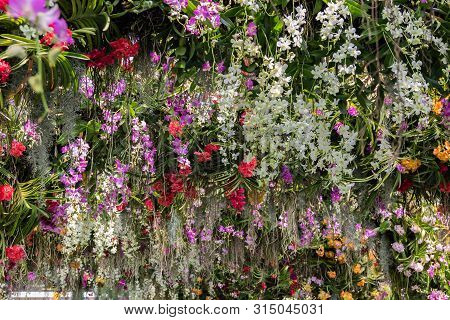 Colorful Orchid
