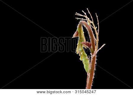 Top Of The Leaf