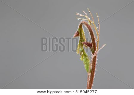 Top Of The Leaf