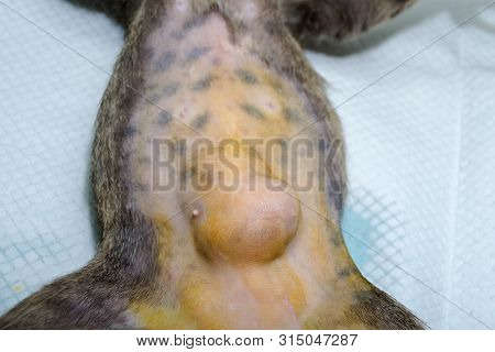Close-up Photo Of A Cat Abdomen With Epiplocele (omentum Hernia) At The Veterinary Clinic