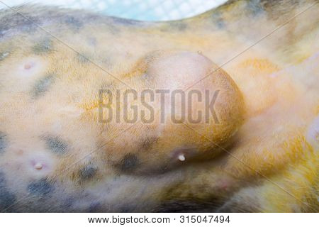 Close-up Photo Of A Cat Abdomen With Epiplocele (omentum Hernia) At The Veterinary Clinic
