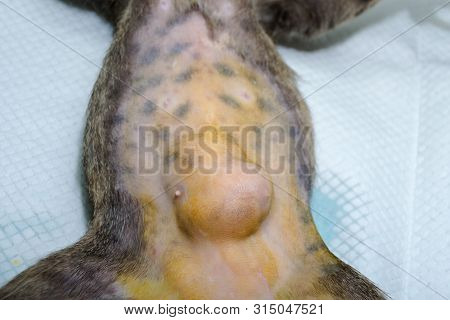 Close-up Photo Of A Cat Abdomen With Epiplocele (omentum Hernia) At The Veterinary Clinic