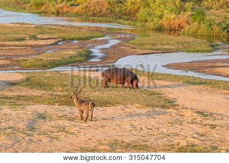 A Hippo And A Male Waterbuck In The Letaba River
