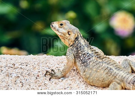 Lizard Agama Hardun On A Rock On The Island Of Rhodes In Greece
Nature, Detail, Head, Scales, Eye, L