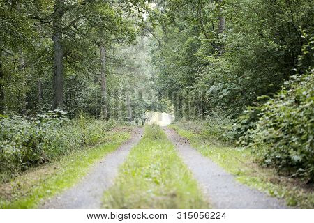 Walking On Wild Forest Road Dorsten Background Fine Art In High Quality Prints Products