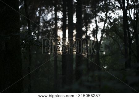 Sunshine On Wild Forest Road Dorsten Background Fine Art In High Quality Prints Products