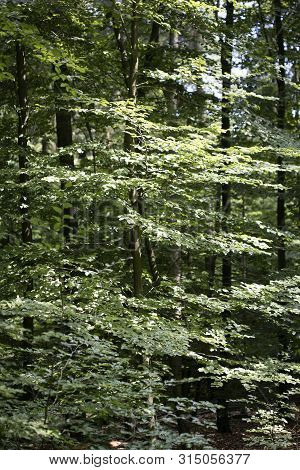Walking On Wild Forest Road Dorsten Background Fine Art In High Quality Prints Products