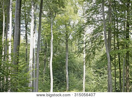Walking On Wild Forest Road Dorsten Background Fine Art In High Quality Prints Products
