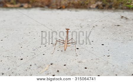 Praying Mantis Or Mantis Religiosa Is A Large Hemimetabolic Insect In The Family Of The Mantidae.