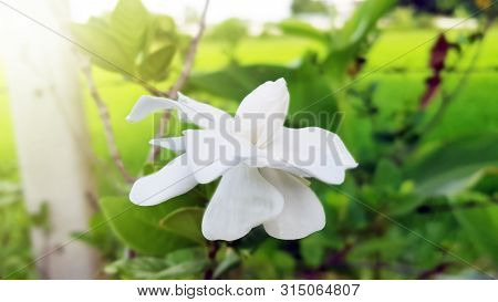 Beautiful Gardenia Jasminoides Flower On Tree In Garden