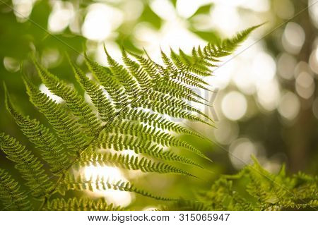 Green Fern Leaf With Seeds In Sunset Bokeh Light