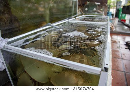 Sea Clam In Shell, Horseshoe Crab