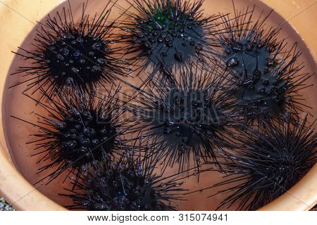 Black Sea Urchin. (arbacia Lixula) On The Market