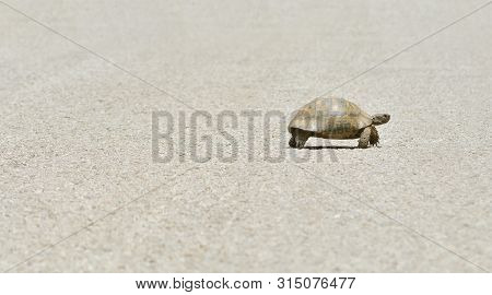 Slowness And Sluggishness Concept With Land Turtle Slowly Crawling Over Asphalt Road