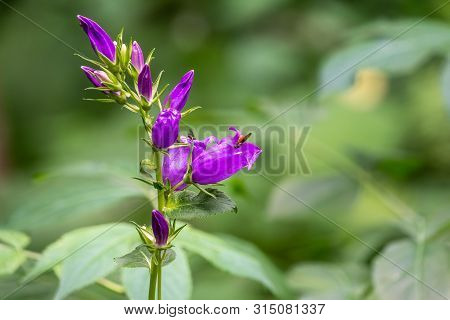 Campanula Persicifolia, The Peach-leaved Bellflower, Is A Flowering Plant Species In The Family Camp