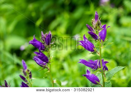 Campanula Persicifolia, The Peach-leaved Bellflower, Is A Flowering Plant Species In The Family Camp