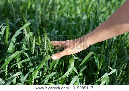 Hand Of A Farmer Touching Ripening Wheat Ears In Early Summer. Farmer Hand In Wheat Field. Agricultu