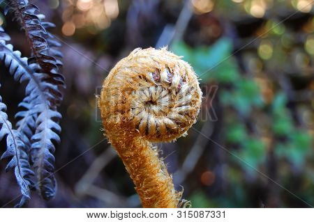 Fiddle Head Is Tightly Curled And Stands Alone In The Na Pali Kona Forest Preserve.  It Was Found On