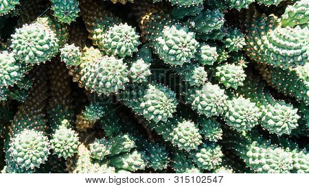 Macro Shot Of Green Cactus Plant Botany