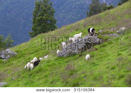 Goat Pasture In Norway. Farming In Norddal Municipality.
