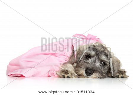 Miniature Schnauzer hvalp