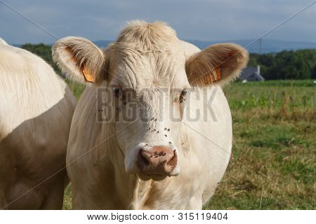 Close-up On A Charolaise Cow In A Field In Brittany