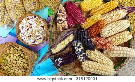 Different Types Of Dried Ears Of Colorful Corn And Beans, The Indigenous Fair, Azuay Province, Ecuad
