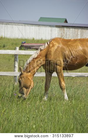Beautiful Red Horse Grazing In The Meadow In Summer.