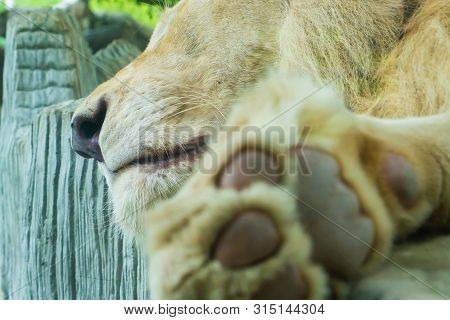 Paw Of Lion Showing Pads, Close-up. Concept Of Animals In The Zoo