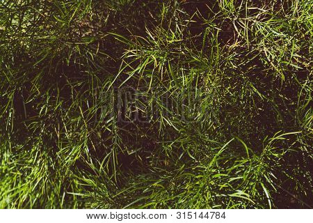 Acacia Limelight Grass Background Or Texture Shot Under Natural Light With Harsh Sunlight