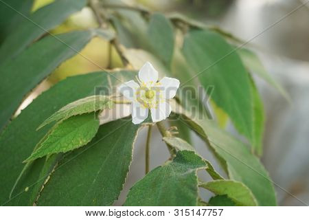 Close Up Muntingia Calabura Flower In Nature Garden