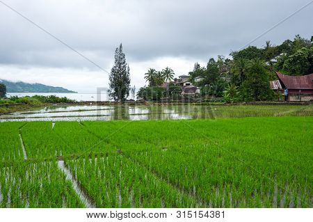 View Of Island Samosir On Lake Toba, Located In The Middle Of The Northern Part Of The Indonesian Is