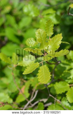Portuguese Oak Leaves - Latin Name - Quercus Faginea
