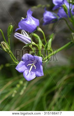 Peach-leaved Bellflower - Latin Name - Campanula Persicifolia