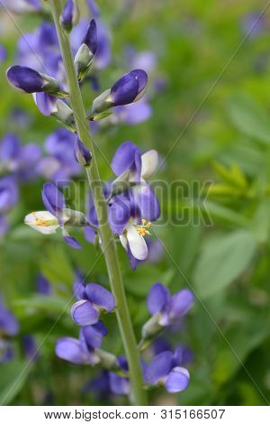 Blue False Indigo Seed Pods - Latin Name - Baptisia Australis