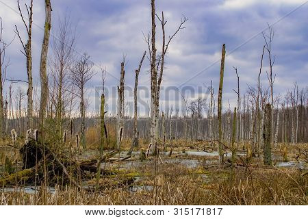 Swamp With Dead Trees And Dramatic Cloudy Sky In German Natur Reserve Uckermark Near Poratz