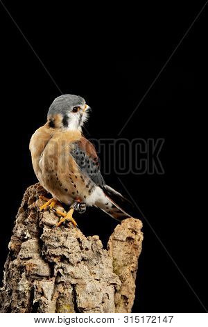 Beautiful Portrait Of American Kestrel Falconidae In Studio Setting On Black Background With Dramati