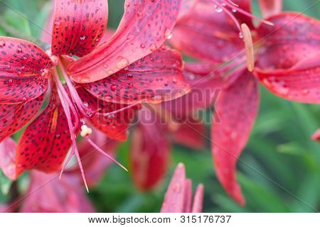 Several Current And Future Red Lilies Blooming In The Garden