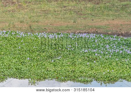 Water Hyacinth Plants, Eichhornia Crassipes, An Invasive Weed In The Letaba River