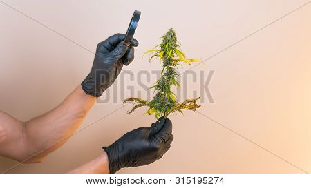 The Young Person Hold In His Hand Madical Marijuana Buds And Looking With Magnifier, Close-up. Fresh