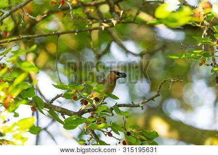 The Cedar Waxwing (bombycilla Cedrorum)in Mulberry Tree.the Mulberry Tree Offers Food  For Many Bird