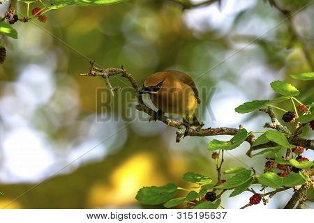 The Cedar Waxwing (bombycilla Cedrorum)in Mulberry Tree.the Mulberry Tree Offers Food  For Many Bird