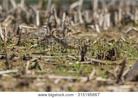 The Short-billed Dowitcher (limnodromus Griseus),shorebird In The Marsh. Adult Birds In Summer